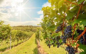 Enoglobalização 10 destinos para aproveitar a rota do vinho