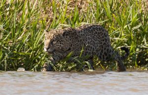 Remake de “Pantanal” levará mais turistas a região