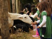 Hotel Fazenda Mazzaropi faz promoção para a Semana das Crianças
