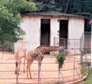 Vovó Legal e Théo conhecem o novo espaço do Zoológico de São Paulo
