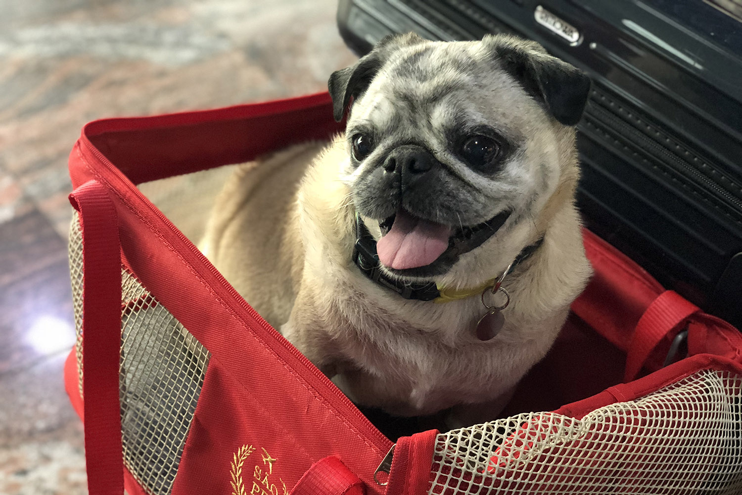 Confira alguns cuidados extras para animais em voos longos