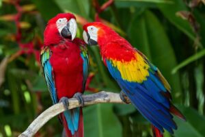 Amazônia um dos biomas verdes que incentiva o turismo de natureza pelo Brasil