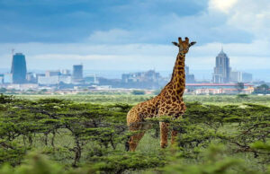 Nairóbi é a única capital do mundo com vida selvagem