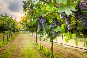 Mais de 85% das vinícolas nacionais apostam no enoturismo para aumentar faturamento