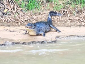 Cruzeiro fluvial no Pantanal ganha cada vez mais adeptos