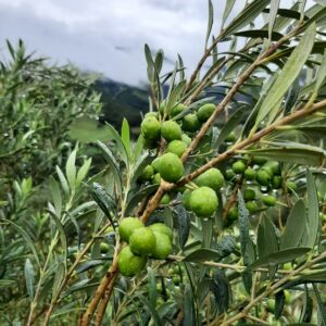 A safra de 2024 dos azeites da Mantiqueira