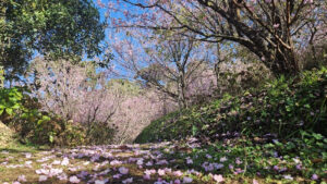 53ª Festa da Cerejeira em Flor de Campos do Jordão já tem data marcada