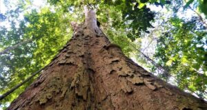 Campanha reforça necessidade de criação de parque estadual para proteger árvores gigantes da Amazônia