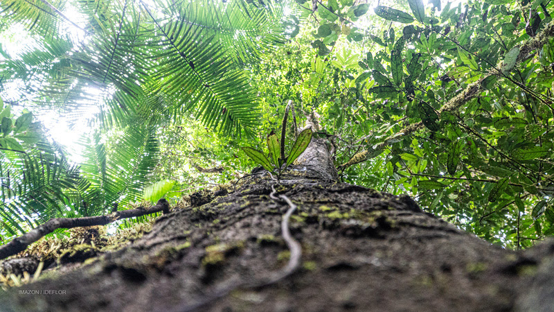 Campanha reforça necessidade de criação de parque estadual para proteger árvores gigantes da Amazônia