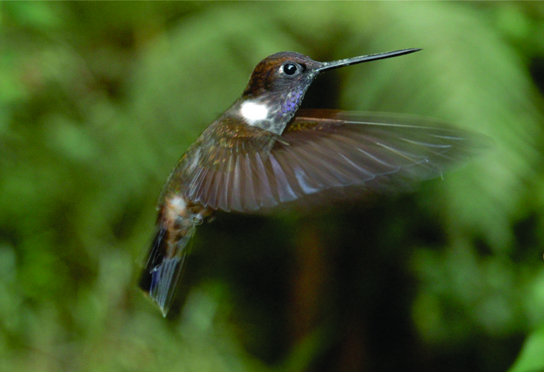 Condores, beija-flores e tucanos em Quito, uma meca da observação de aves com 542 tipos de aves