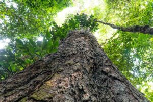 Organizações comemoram criação do Parque Estadual das Árvores Gigantes no Pará