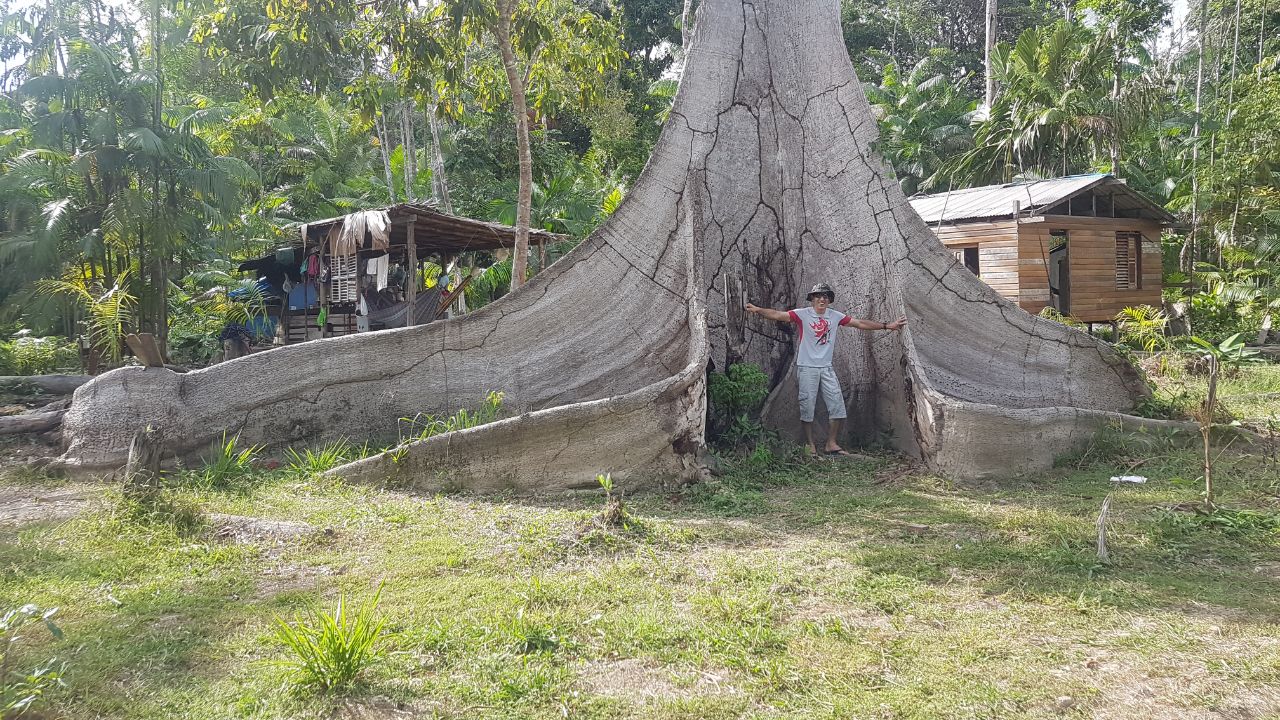 Organizações comemoram criação do Parque Estadual das Árvores Gigantes no Pará