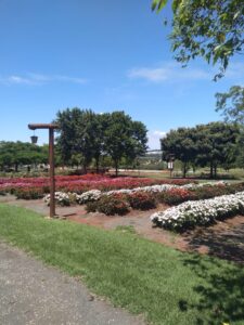 Blue Tree Towers Jaguariúna firma parceria com Bloemen Park e Maria Fumaça para oferecer experiências exclusivas aos hóspedes