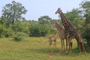 Três safáris em Angola para quem busca experiências exclusivas e tranquilas