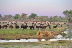 Três safáris em Angola para quem busca experiências exclusivas e tranquilas