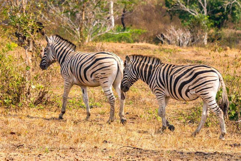 Três safáris em Angola para quem busca experiências exclusivas e tranquilas