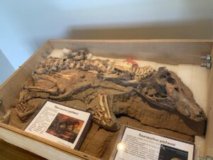 Dez cidades para visitar museus e conhecer a história dos dinossauros em São Paulo