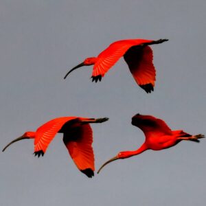 Joinville desponta como destino promissor para o turismo de observação de aves