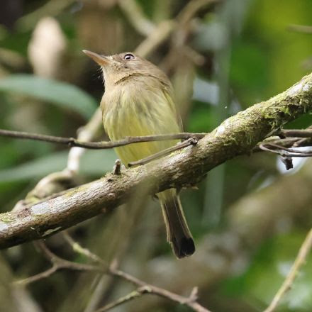 Joinville desponta como destino promissor para o turismo de observação de aves
