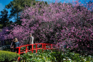 Campos do Jordão se prepara para 54ª Festa da Cerejeira em Flor em julho