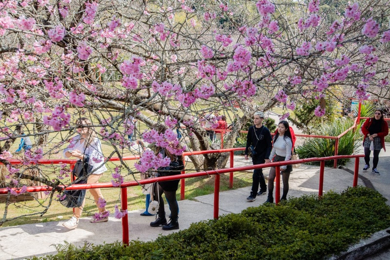 Campos do Jordão se prepara para 54ª Festa da Cerejeira em Flor em julho