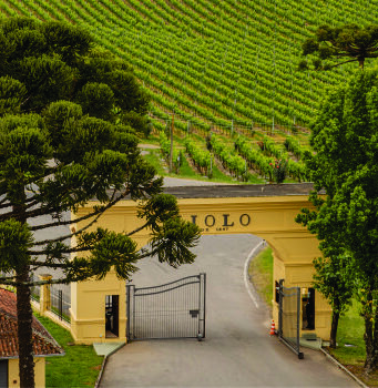 Miolo é a vinícola oficial do Festival de Cinema de Gramado Miolo é a vinícola oficial do Festival de Cinema de Gramado