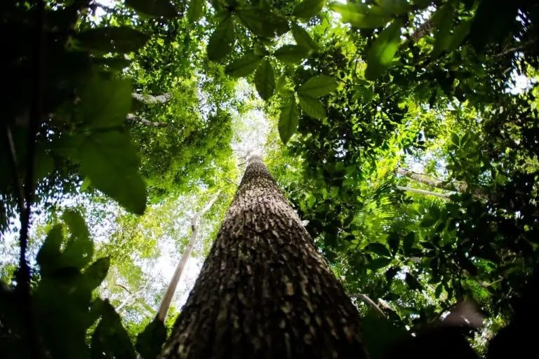 O que está em jogo com o novo marco do licenciamento ambiental aprovado na Câmara