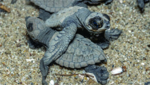 Desova das tartarugas no Panamá é um espetáculo imperdível
