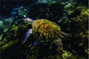 Desova das tartarugas no Panamá é um espetáculo imperdível