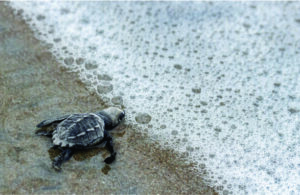 Desova das tartarugas no Panamá é um espetáculo imperdível