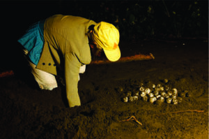 Desova das tartarugas no Panamá é um espetáculo imperdível