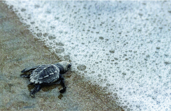 Desova das tartarugas no Panamá é um espetáculo imperdível