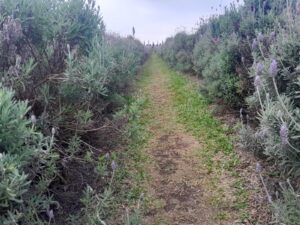 Região de Campos Gerais, em Ponta Grossa, no Paraná, lança aplicativo e guia turístico