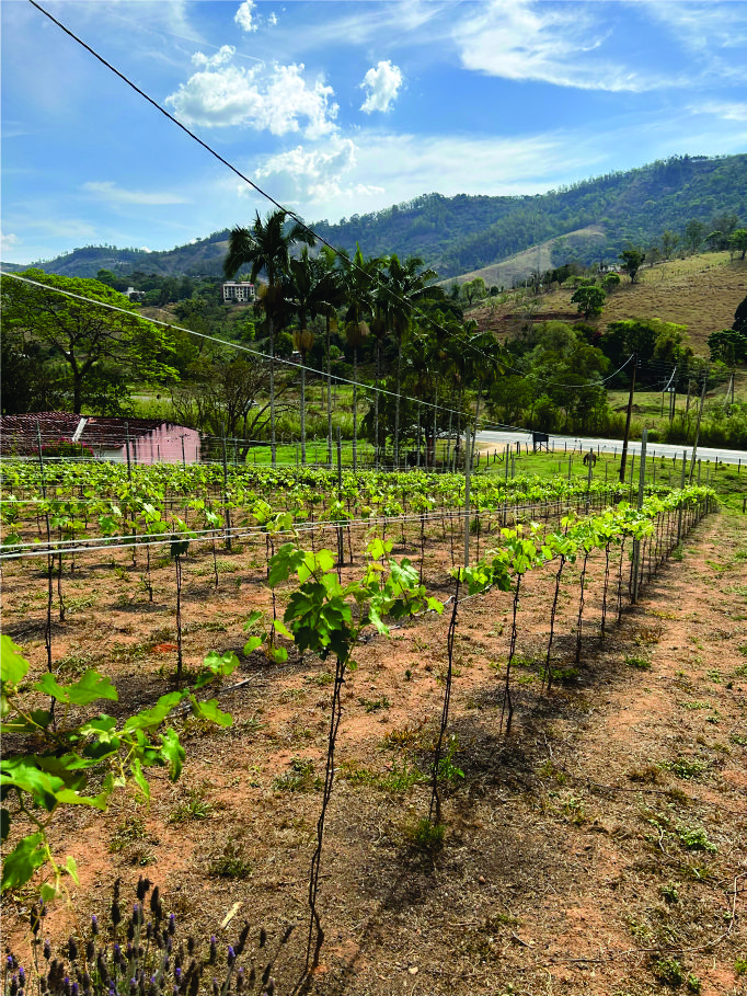 Serra Negra Vinícola e Alambique Família Silotto mantêm tradição italiana em produtos artesanais