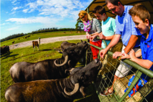 Mais do que parques descubra o outro lado da Flórida Central