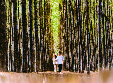 Selvas milenares e culturas vivas: descubra o lado sustentável da Malásia Selvas milenares e culturas vivas descubra o lado sustentável da Malásia