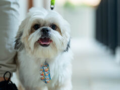 Turismo com afeto: parceria leva cuidado veterinário a resorts dog friendly Turismo com afeto parceria leva cuidado veterinário a resorts dog friendly