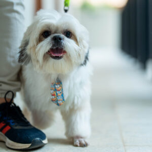 Turismo com afeto parceria leva cuidado veterinário a resorts dog friendly