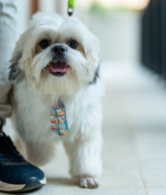 Turismo com afeto: parceria leva cuidado veterinário a resorts dog friendly Turismo com afeto parceria leva cuidado veterinário a resorts dog friendly