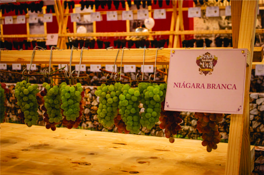 Festa da Uva 2026 celebra os 150 anos da imigração italiana Festa da Uva 2026 celebra os 150 anos da imigração italiana