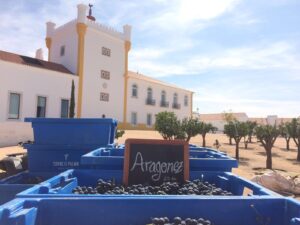 Forbes lista três vinícolas do Alentejo entre as 50 melhores do mundo