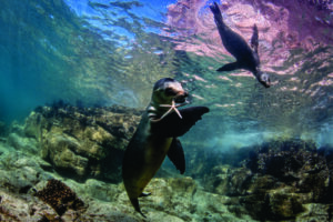 Turismo de mergulho cresce 10% ao ano e quase dobra até 2030
