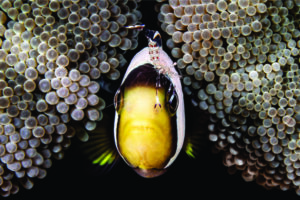 Turismo de mergulho cresce 10% ao ano e quase dobra até 2030