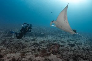 Turismo de mergulho cresce 10% ao ano e quase dobra até 2030