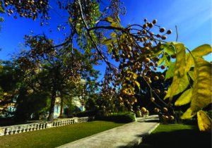 Villa Bologna em Attard, Malta se consolida no MICE com experiências culturais, eventos e turismo sensorial