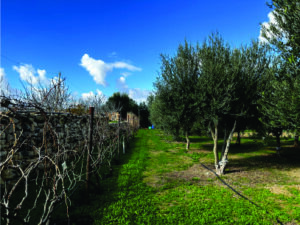 Charles Bugeja, fundador do Ta’Xmun Olive Grove, revela como o azeite maltês une natureza, ciência e experiência sensorial
