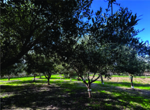 Charles Bugeja, fundador do Ta’Xmun Olive Grove, revela como o azeite maltês une natureza, ciência e experiência sensorial