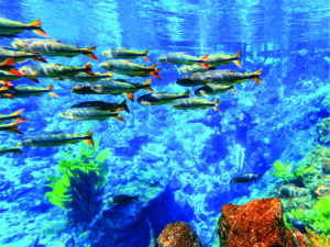 Nascente Azul é em 2025 mais uma vez o atrativo mais visitado de Bonito (MS)