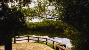 Parque Estadual de Vila Velha coloca Ponta Grossa na rota do birdwatching