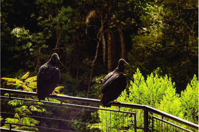 Parque Estadual de Vila Velha coloca Ponta Grossa na rota do birdwatching Parque Estadual de Vila Velha coloca Ponta Grossa na rota do birdwatching